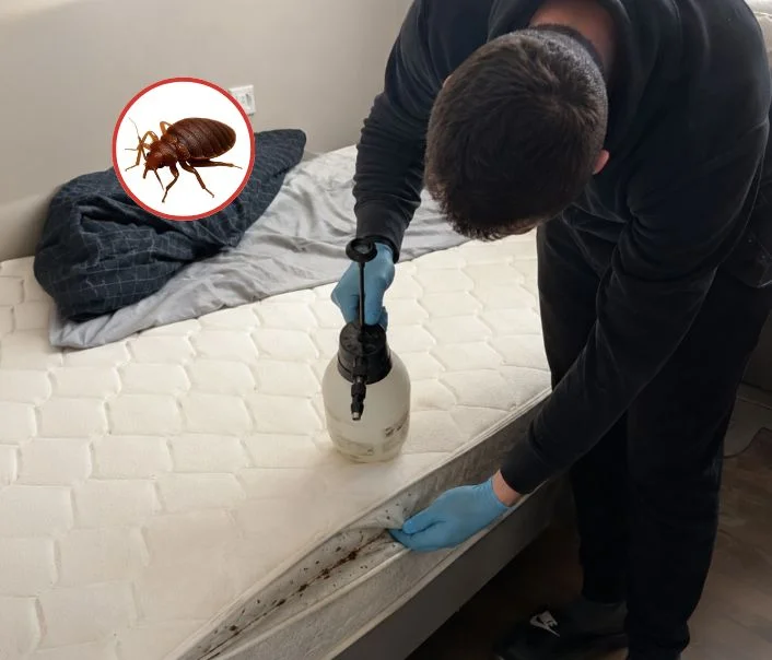 Technicien traitant un matelas contre les punaises de lit à Autouillet